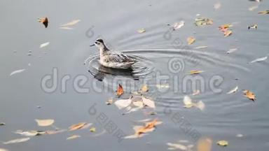 小鸟在湖上的秋叶间游泳
